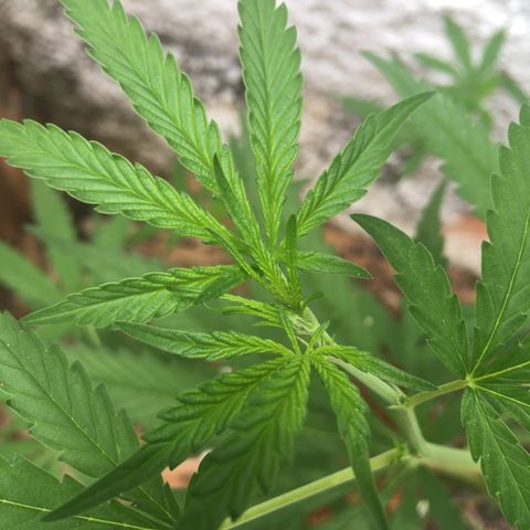 Genética desconhecida growlog timeline photo