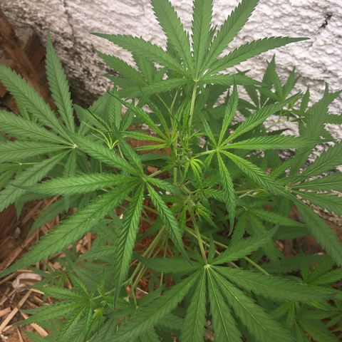 Genética desconhecida growlog timeline photo