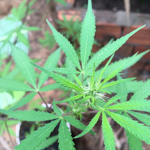 Genética desconhecida growlog timeline photo