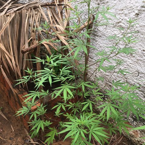 Genética desconhecida growlog timeline photo