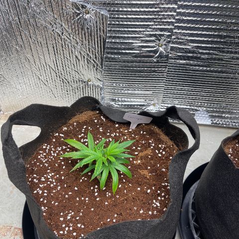 Calliope growlog timeline photo