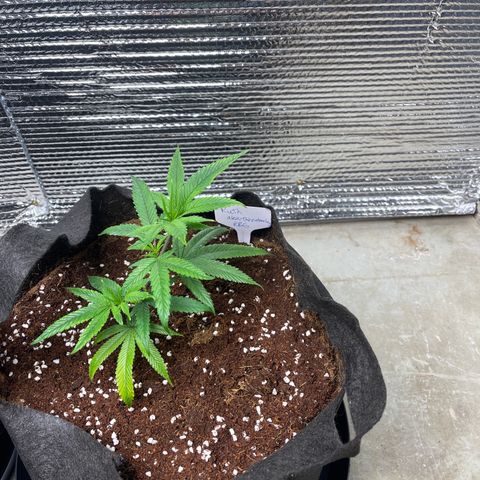 Ruth AKA The Natorious RBG growlog timeline photo