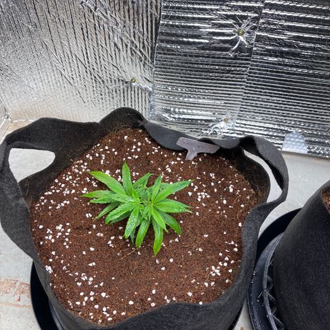 Calliope growlog timeline photo