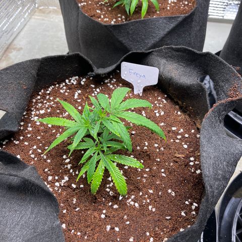 Freya growlog timeline photo