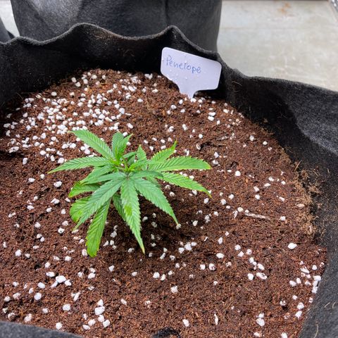 Penelope growlog timeline photo