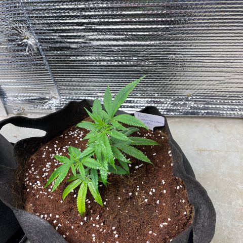 Ruth AKA The Natorious RBG growlog timeline photo