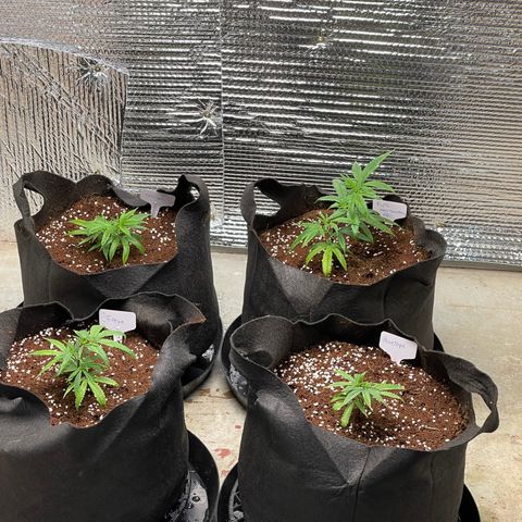 Ruth AKA The Natorious RBG growlog photo: Overview look
