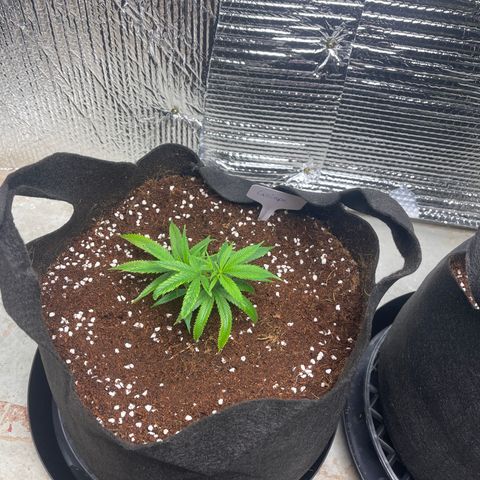 Calliope growlog timeline photo