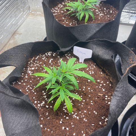 Freya growlog timeline photo