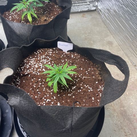 Penelope growlog timeline photo