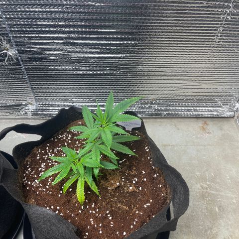 Ruth AKA The Natorious RBG growlog timeline photo