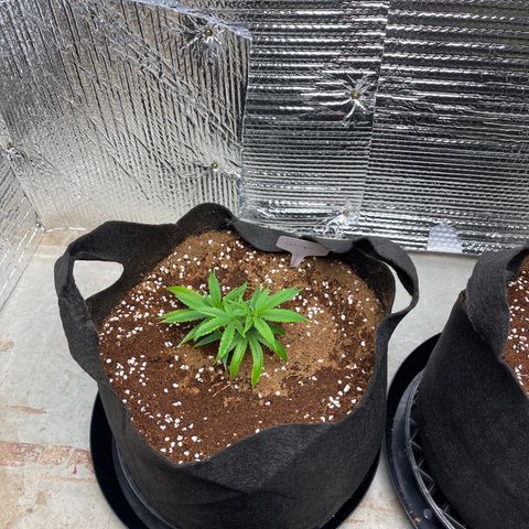 Calliope growlog timeline photo