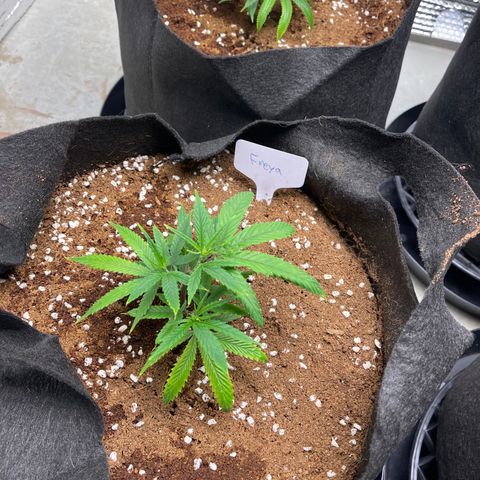Freya growlog timeline photo