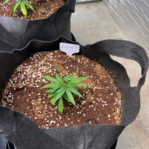 Penelope growlog timeline photo