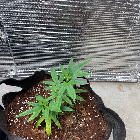 Ruth AKA The Natorious RBG growlog timeline photo