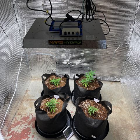 Ruth AKA The Natorious RBG growlog timeline photo