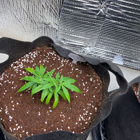 Calliope growlog timeline photo