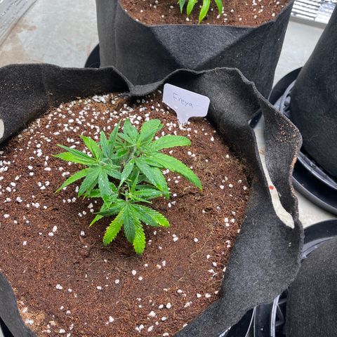 Freya growlog timeline photo