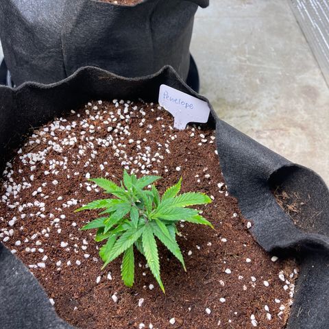 Penelope growlog timeline photo