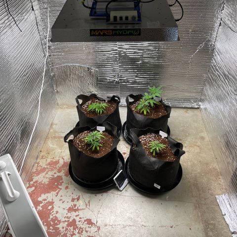 Ruth AKA The Natorious RBG growlog timeline photo