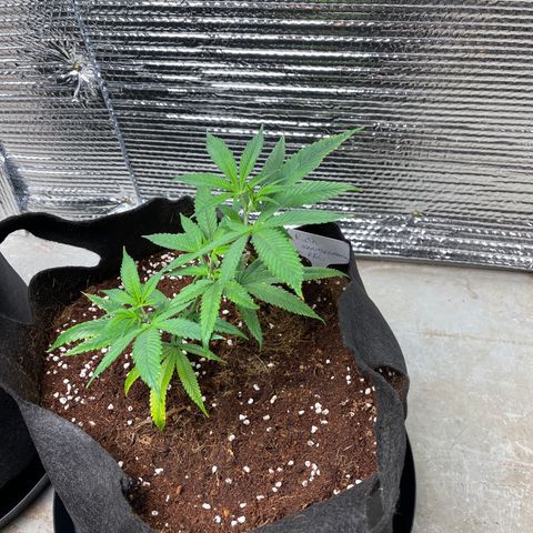 Ruth AKA The Natorious RBG growlog timeline photo