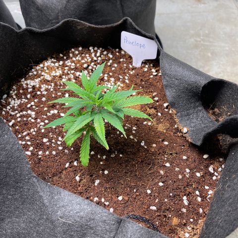 Penelope growlog timeline photo