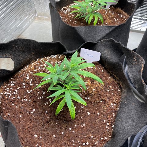 Freya growlog timeline photo