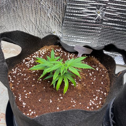Calliope growlog timeline photo