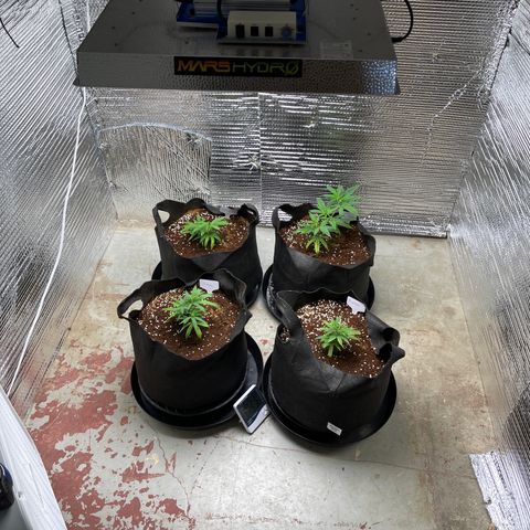 Ruth AKA The Natorious RBG growlog timeline photo