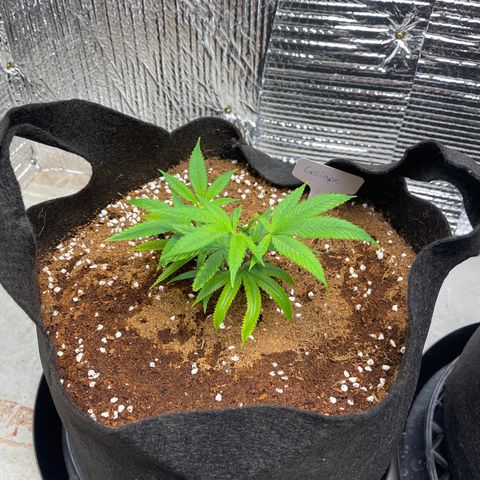 Calliope growlog timeline photo