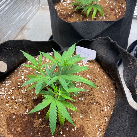 Freya growlog timeline photo