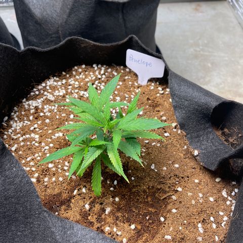 Penelope growlog timeline photo