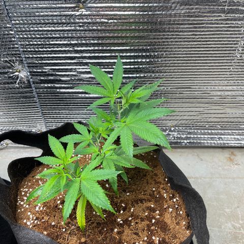 Ruth AKA The Natorious RBG growlog timeline photo