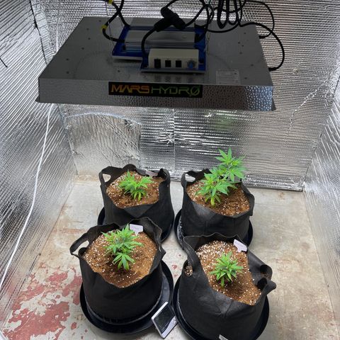Ruth AKA The Natorious RBG growlog timeline photo