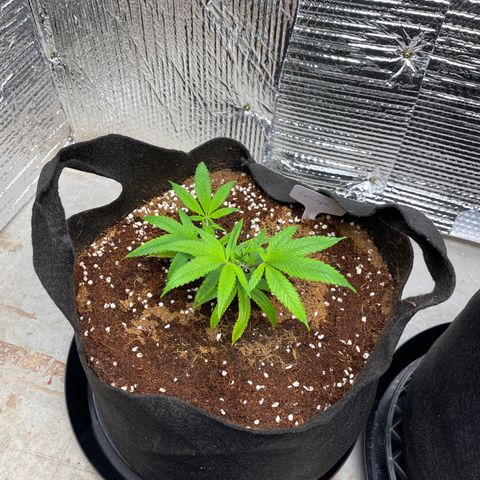 Calliope growlog timeline photo