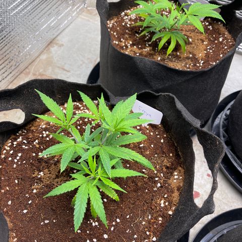 Freya growlog timeline photo