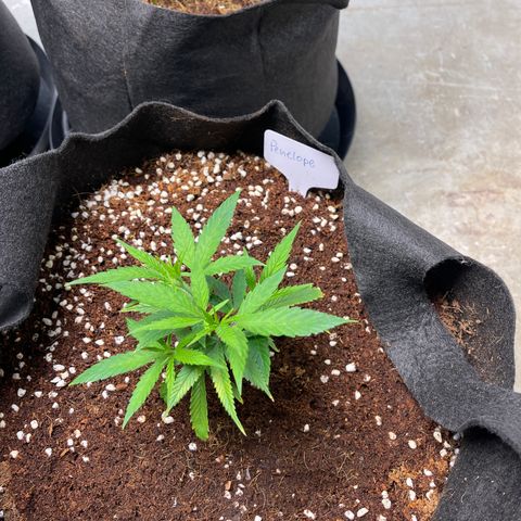 Penelope growlog timeline photo