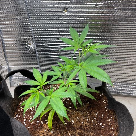 Ruth AKA The Natorious RBG growlog timeline photo