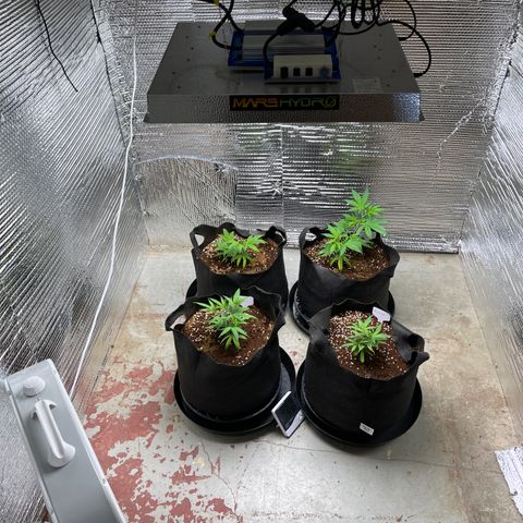 Ruth AKA The Natorious RBG growlog photo: Overall growth and healthy green