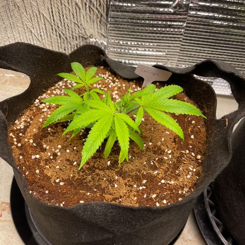 Calliope growlog timeline photo
