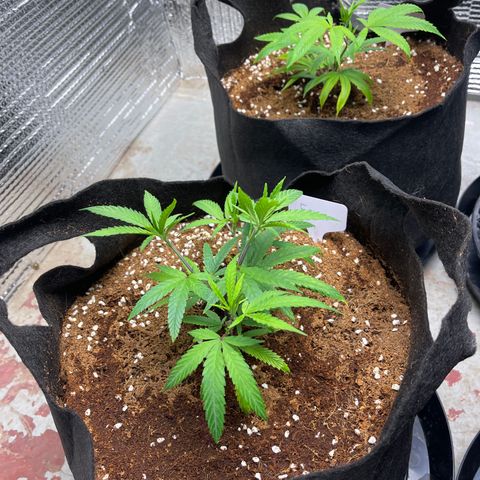 Freya growlog timeline photo