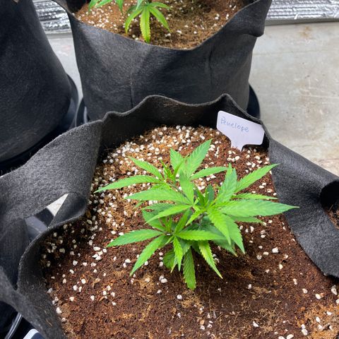 Penelope growlog timeline photo