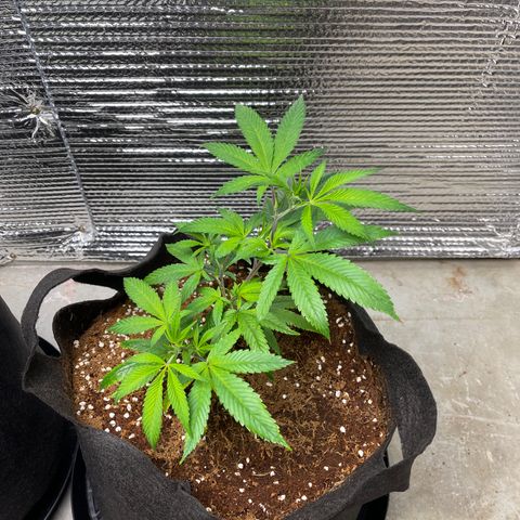 Ruth AKA The Natorious RBG growlog timeline photo