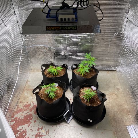 Ruth AKA The Natorious RBG growlog timeline photo