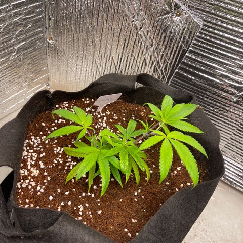 Calliope growlog timeline photo