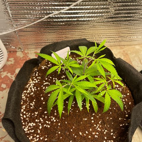 Freya growlog timeline photo