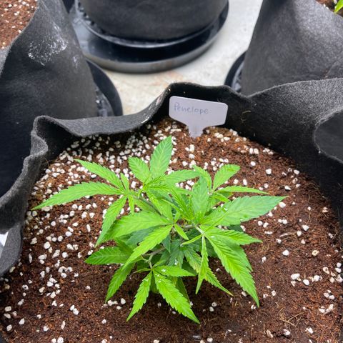 Penelope growlog timeline photo