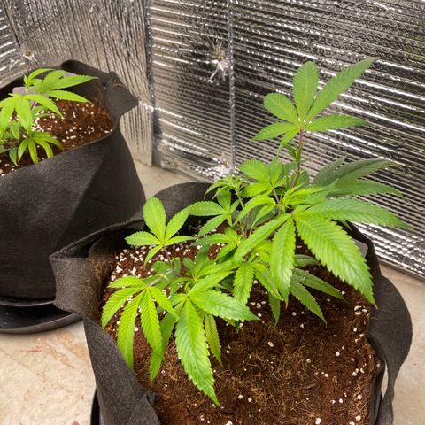 Ruth AKA The Natorious RBG growlog timeline photo
