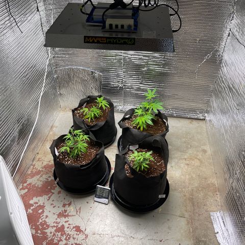 Ruth AKA The Natorious RBG growlog photo: Feeding and topping day