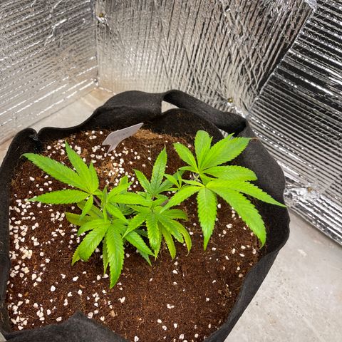 Calliope growlog timeline photo